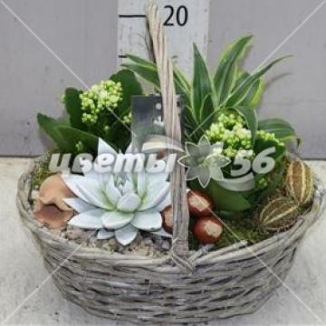 букет Горшечные растения в корзине