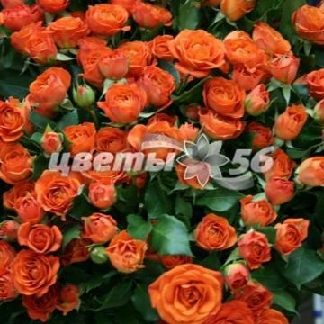 букет Роза Кустовая Оранжевая