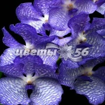 букет Орхидея Ванда Синяя