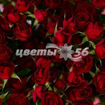 букет Роза Кустовая красная